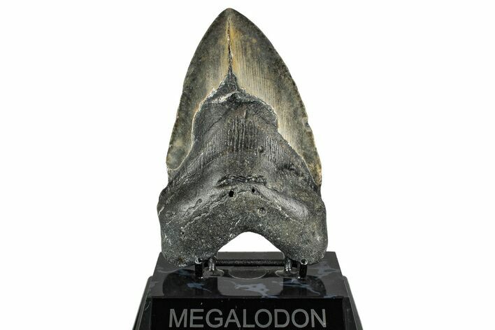Fossil Megalodon Tooth - North Carolina #358906